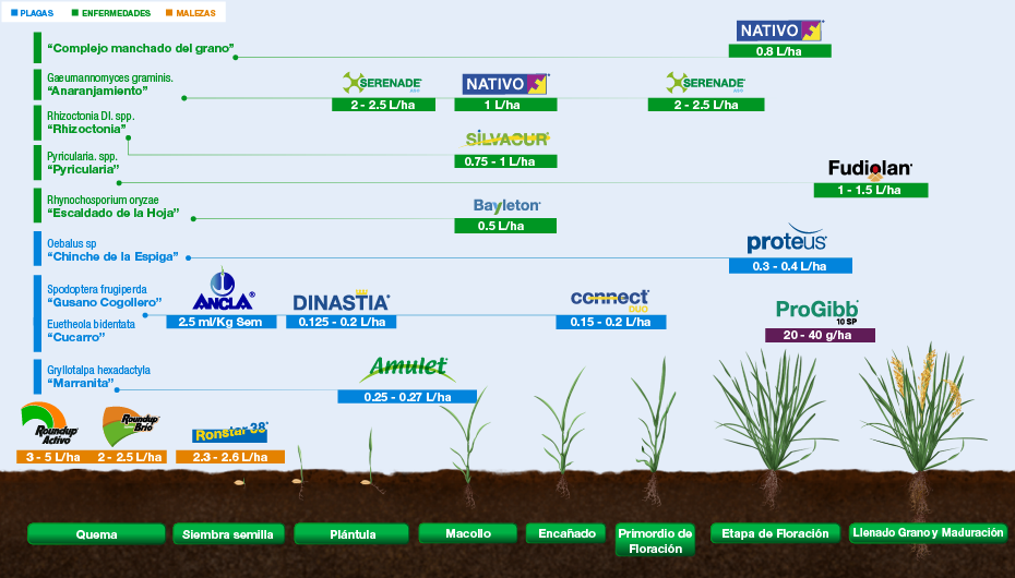 Fenología Arroz