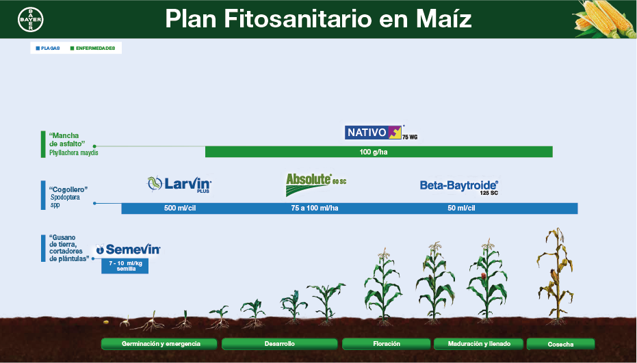 Fenología Maíz