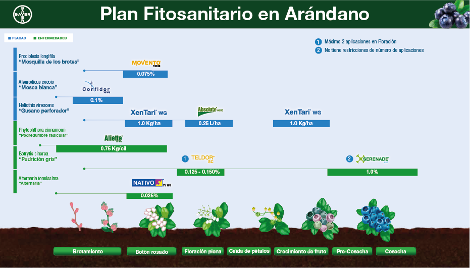 Fenología Arroz