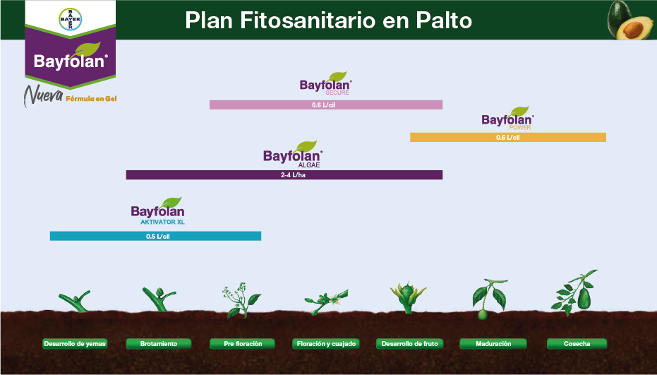 Fenología Arroz