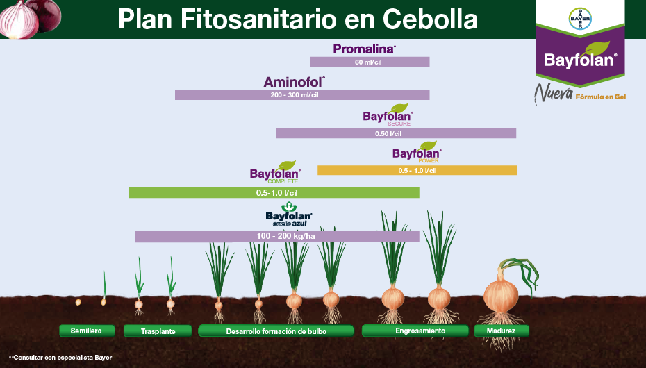 Fenología Arroz