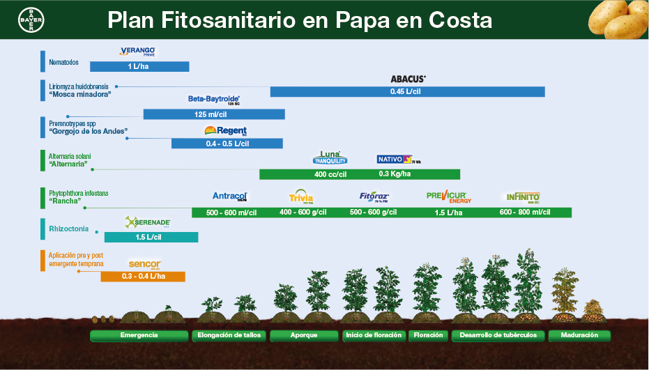 Fenología Arroz