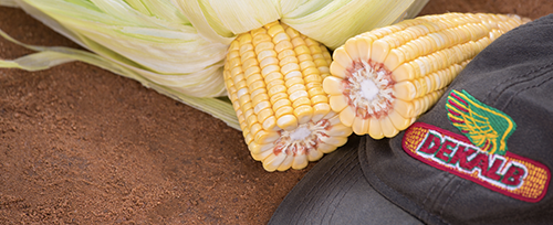 Dekalb corn