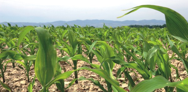  dekalb corn