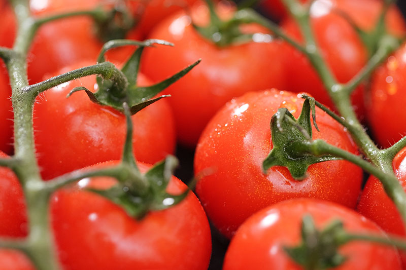 bayer protected chile plants