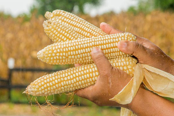 Bayer Corn