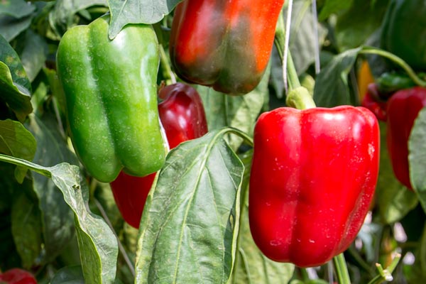 bayer protected tomate